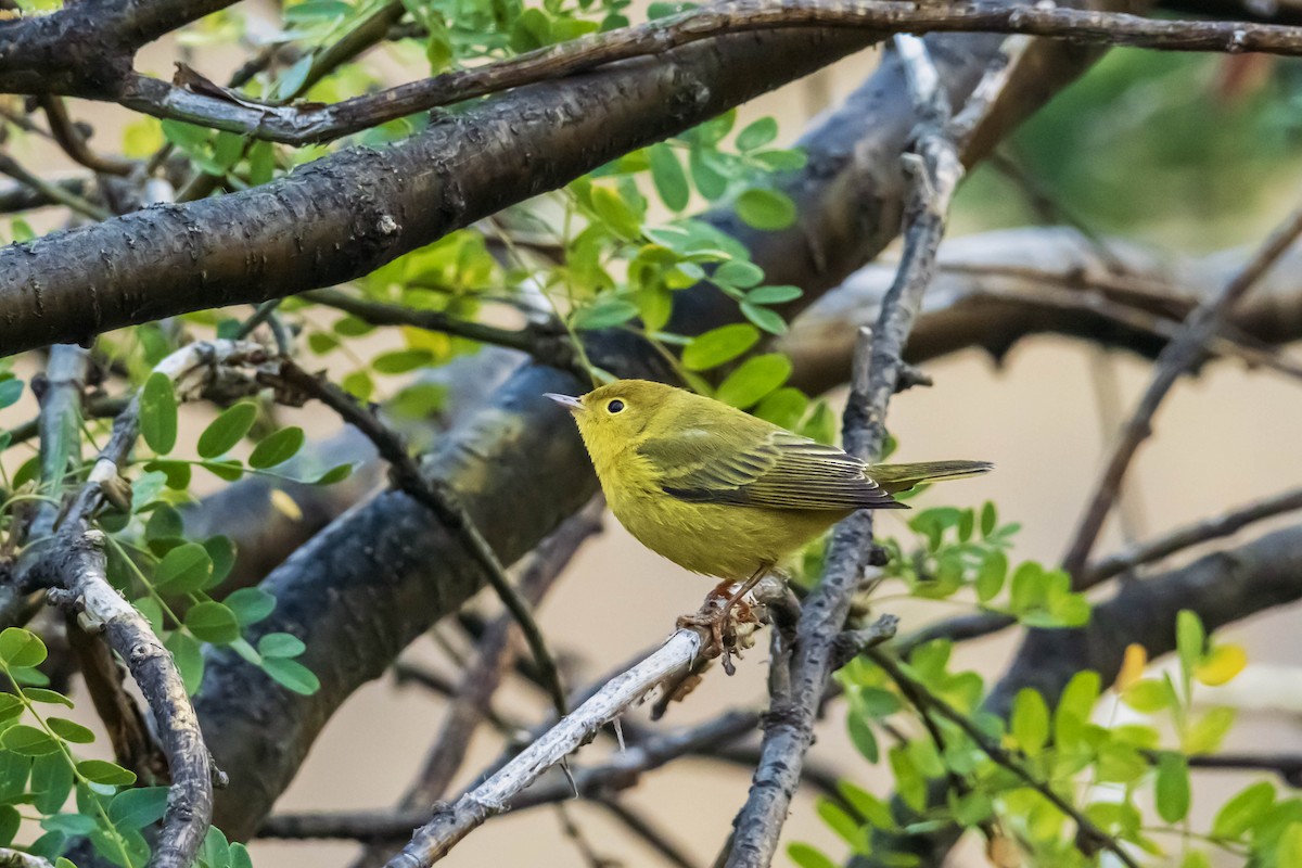 Yellow Warbler (Northern) - ML608443114