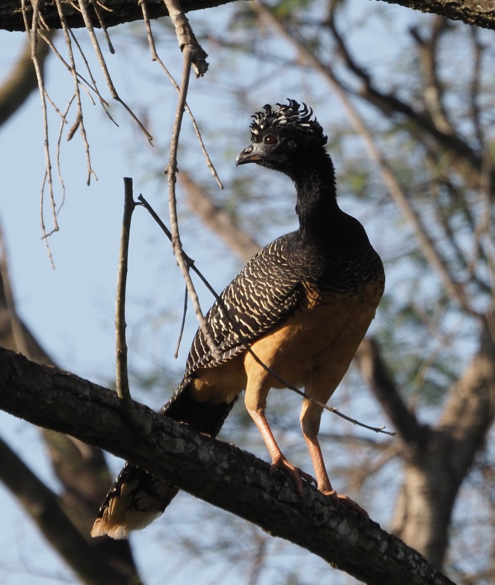 Bare-faced Curassow - ML608443149