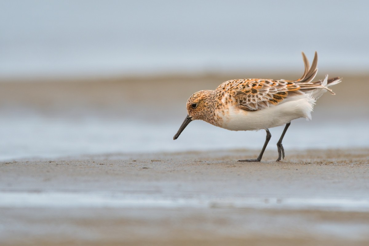 Sanderling - ML608443514