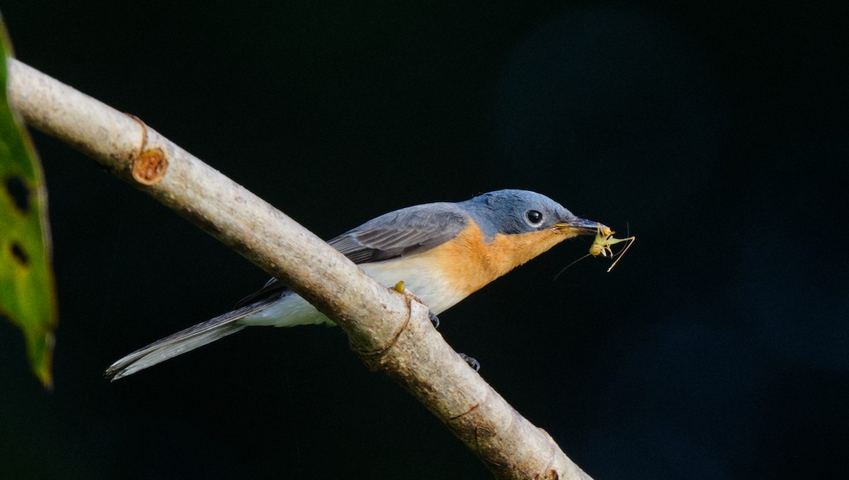 Leaden Flycatcher - ML608443537