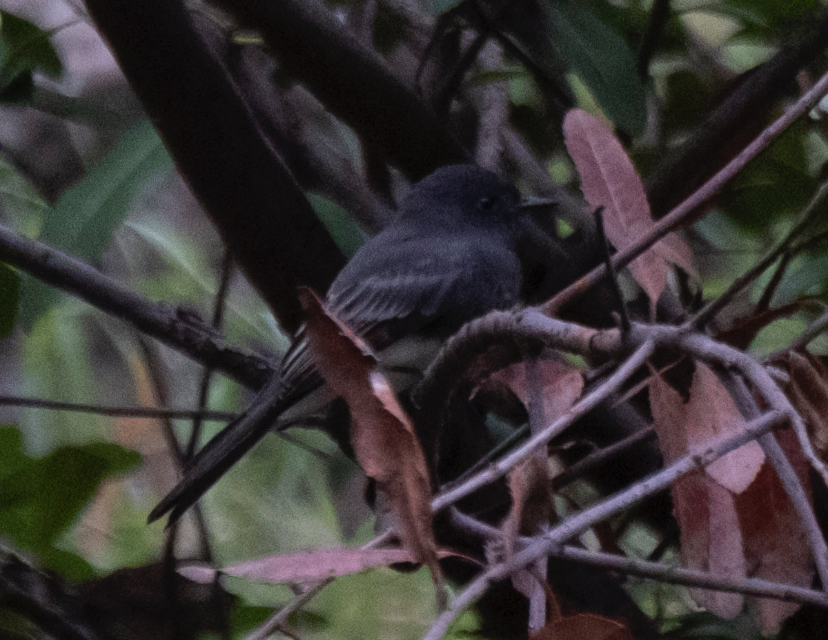 Black Phoebe - Nick Cohen