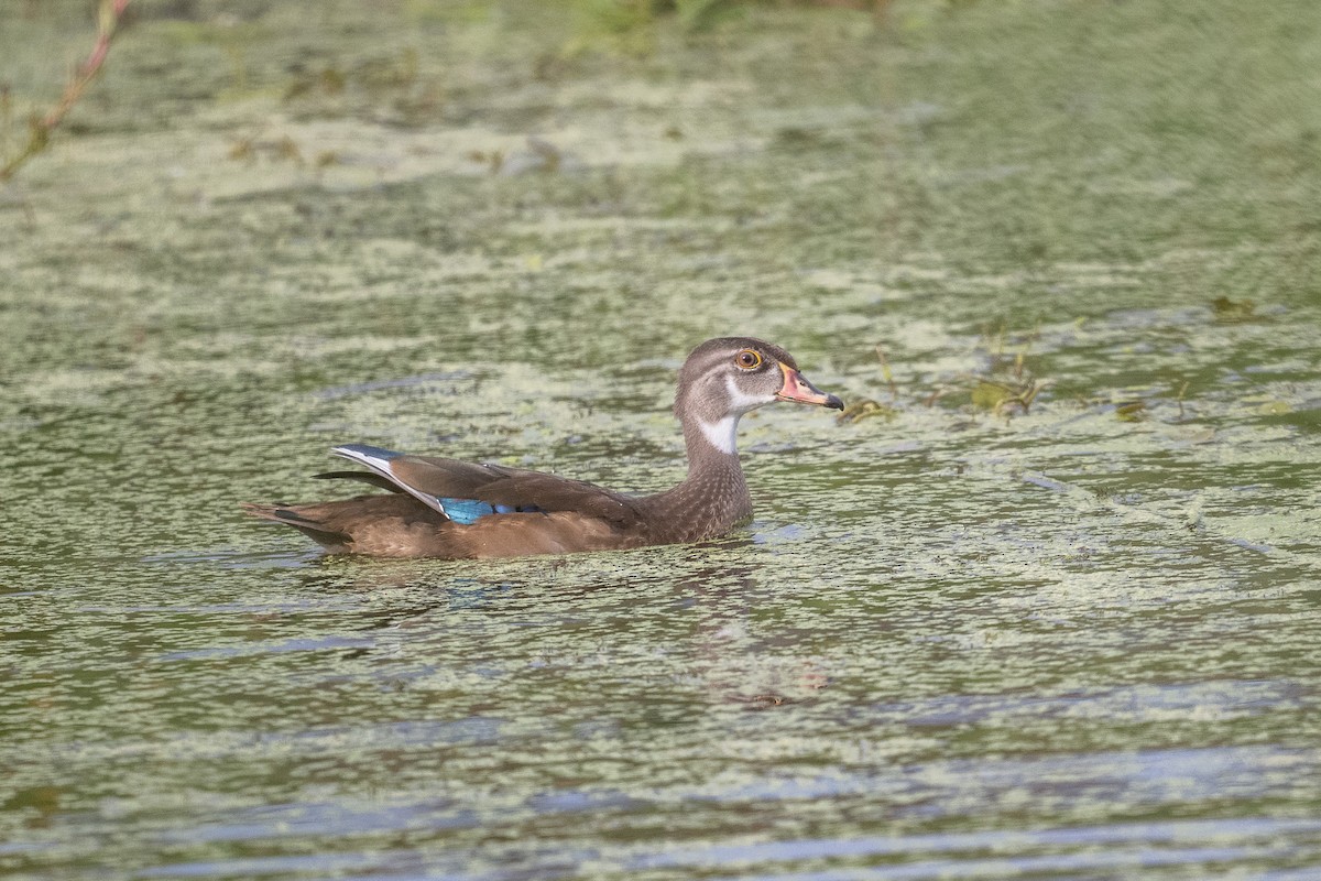 Wood Duck - ML608443854