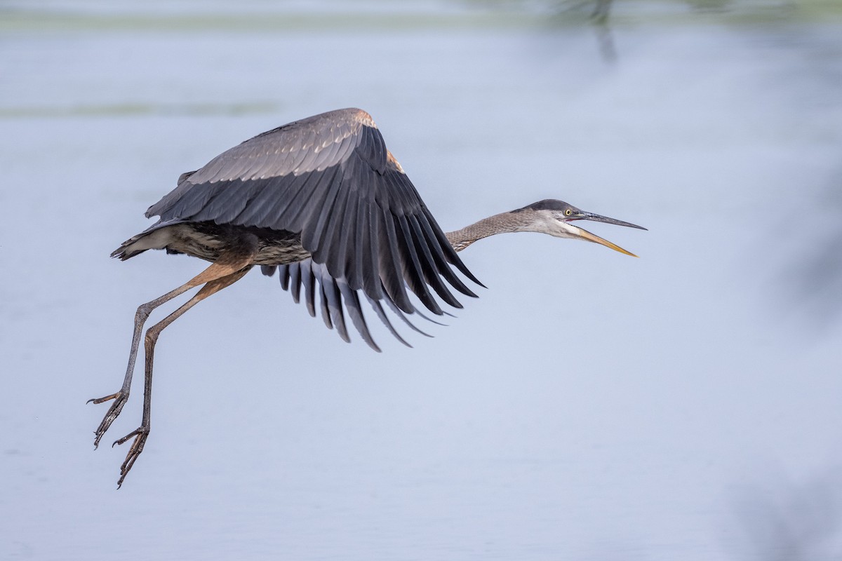 Great Blue Heron - Graham Deese