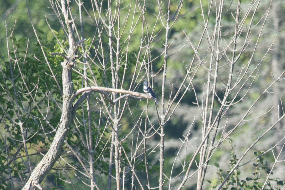 Belted Kingfisher - ML608443897
