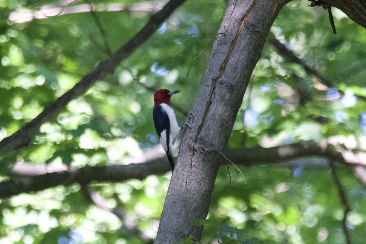 Red-headed Woodpecker - ML608443903