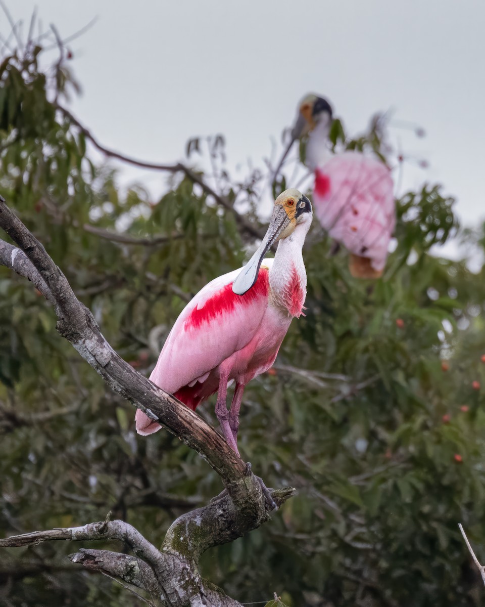 Roseate Spoonbill - Padu Franco