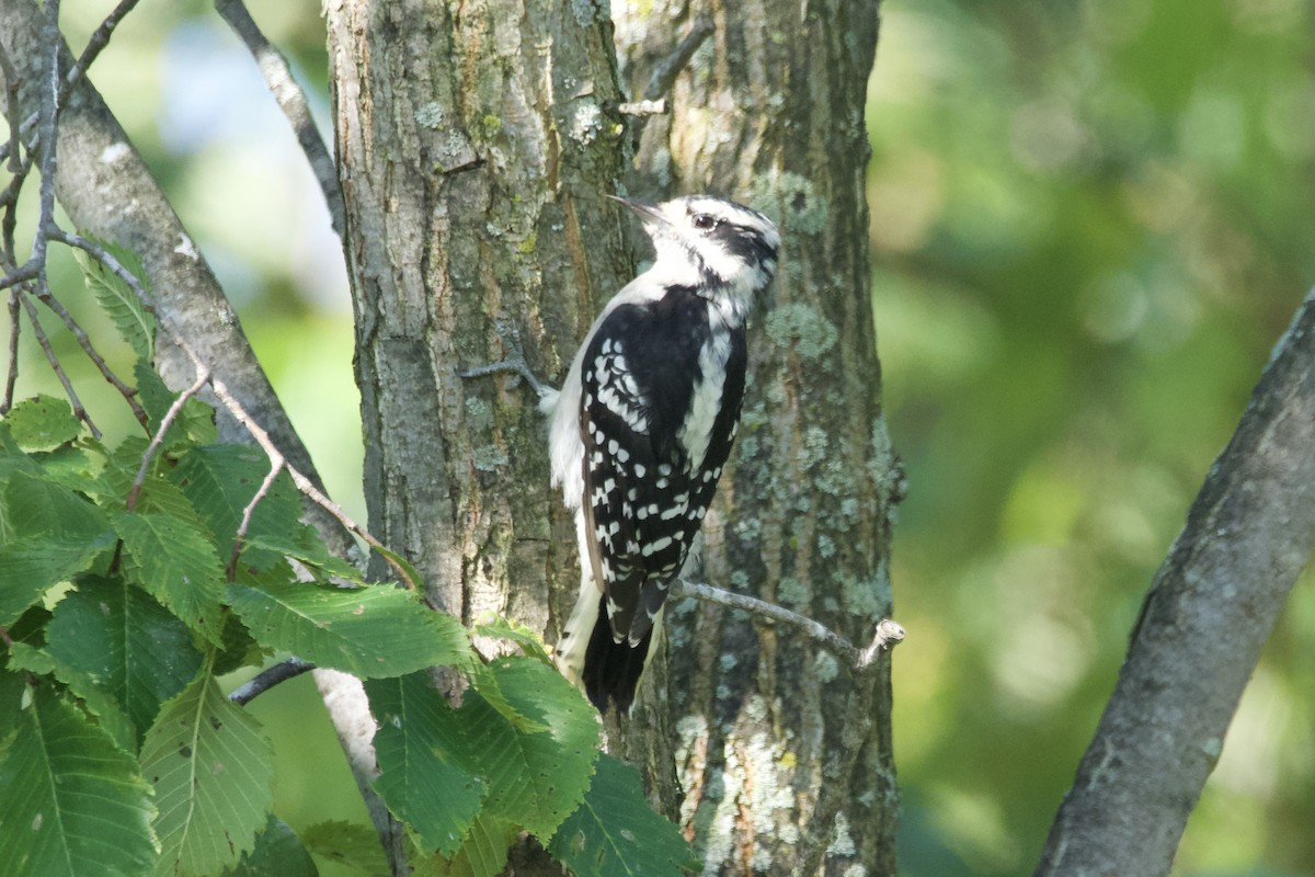 セジロコゲラ - ML608443909