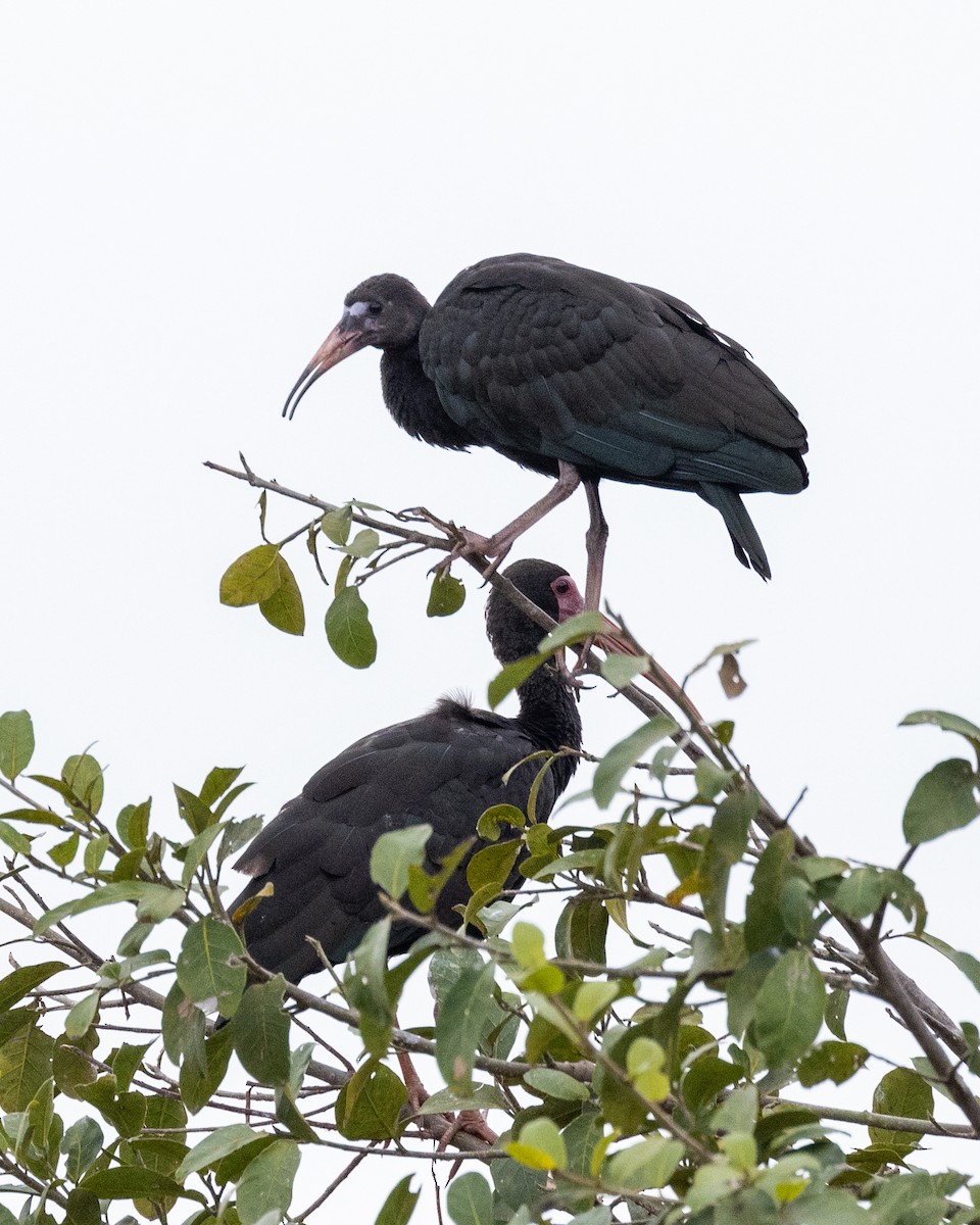ibis tmavý - ML608443913