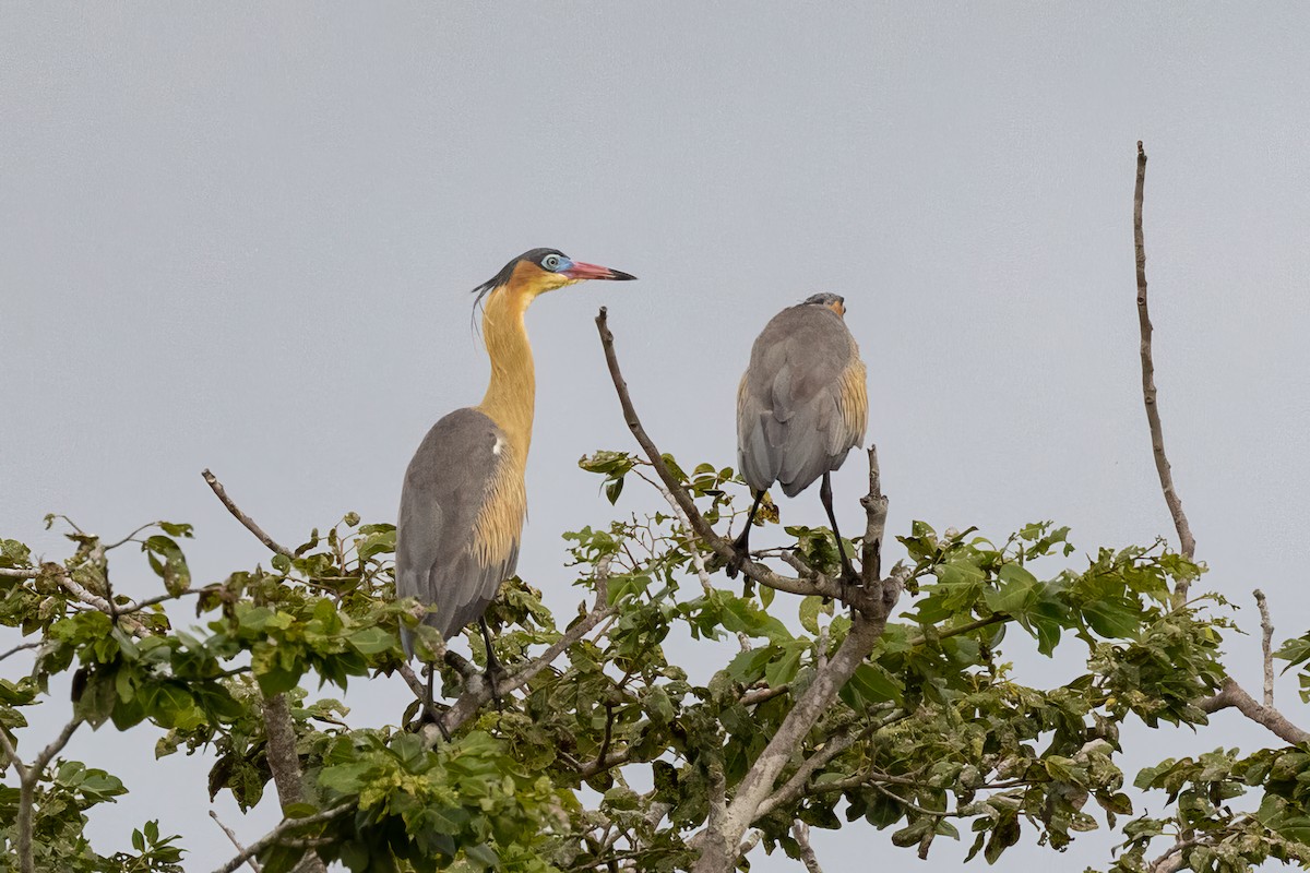 Whistling Heron - ML608443956