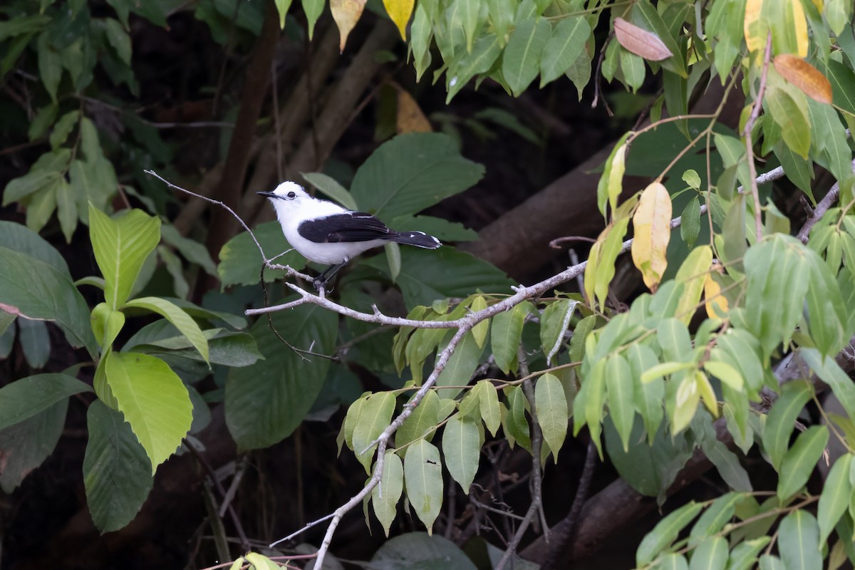 Pied Water-Tyrant - ML608443960