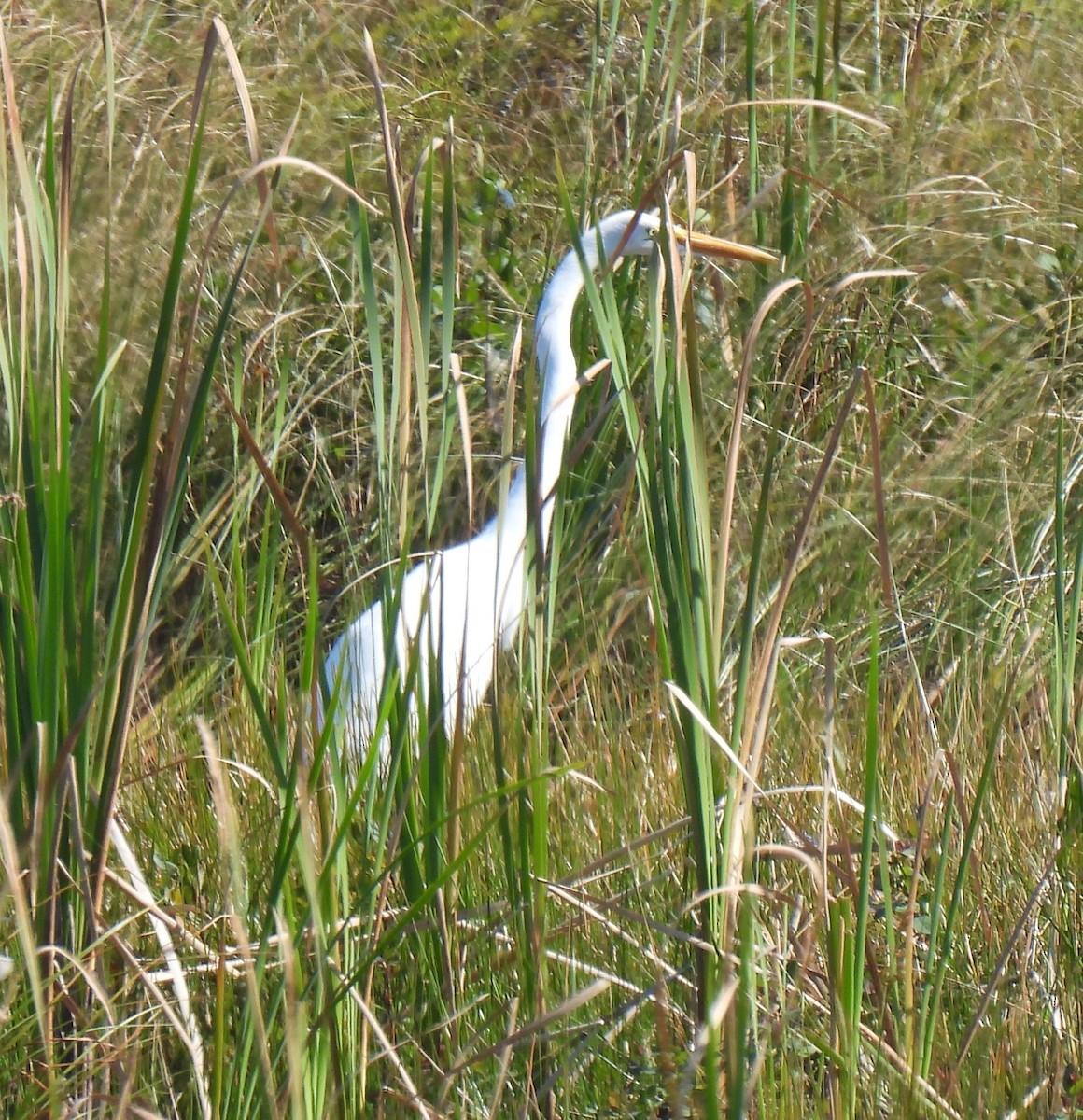 Great Egret - ML608443988