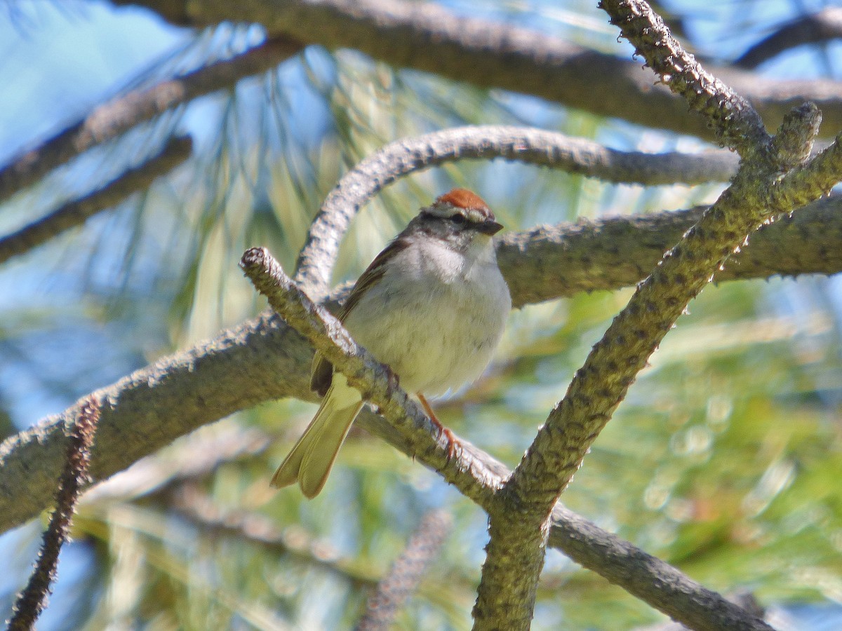 Chipping Sparrow - ML60844401