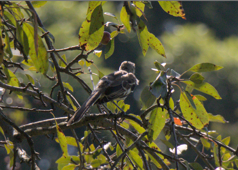 Northern Mockingbird - ML608444018