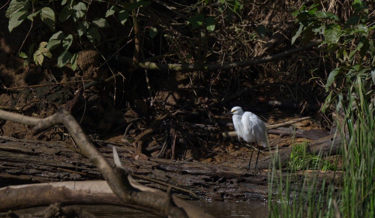 Little Egret - ML608444081