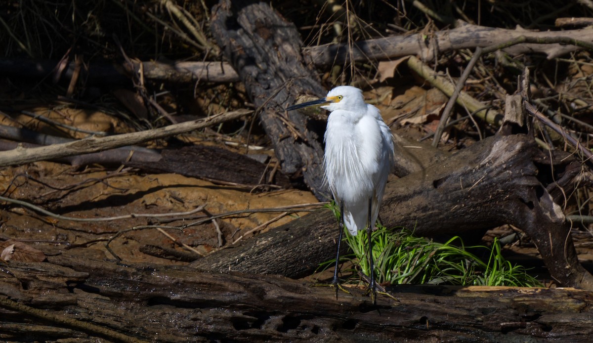 Aigrette garzette - ML608444101