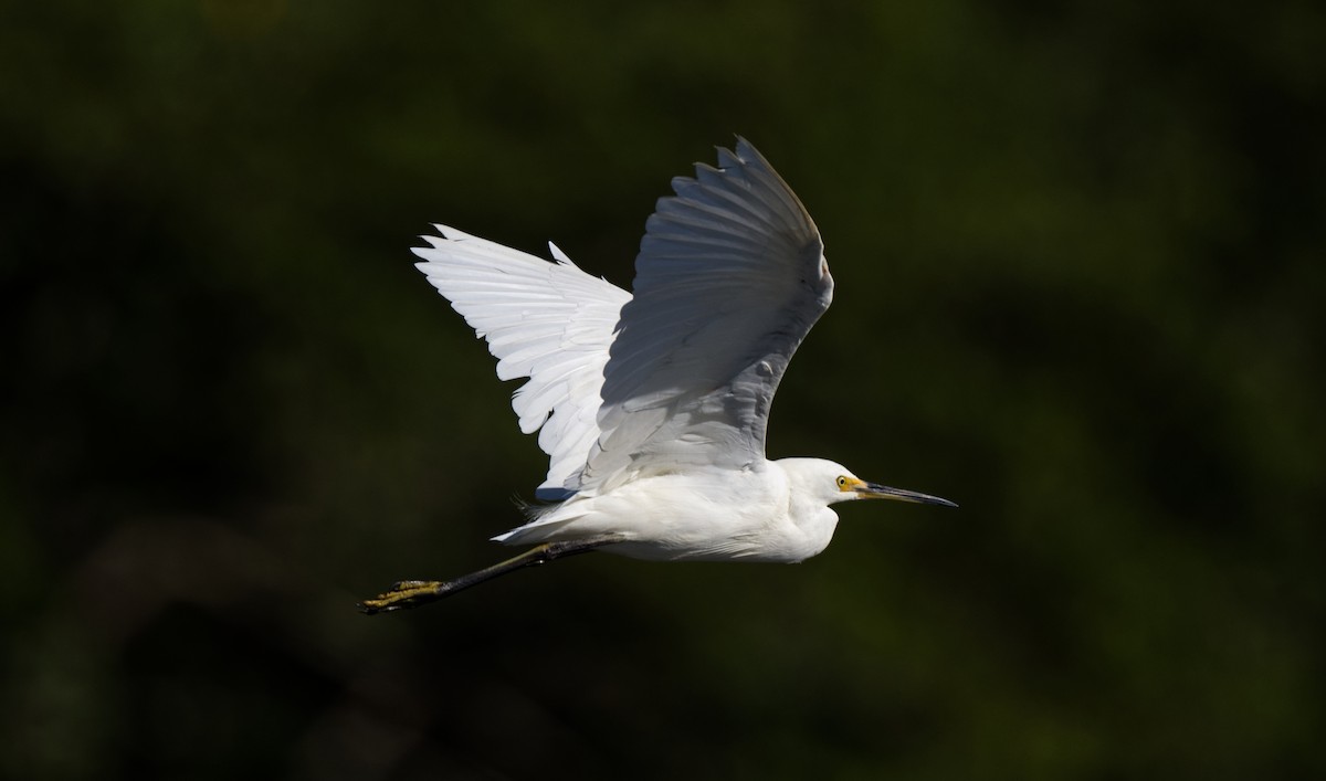 Little Egret - ML608444152