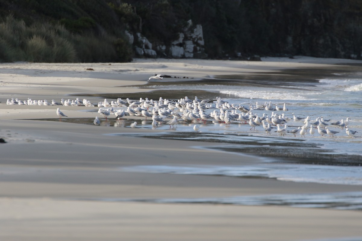 Mouette argentée - ML608444209