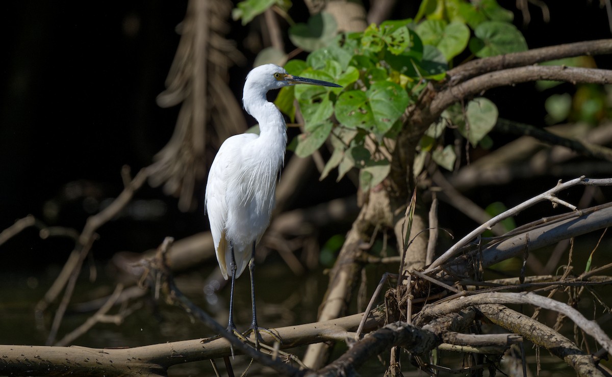 Little Egret - ML608444261