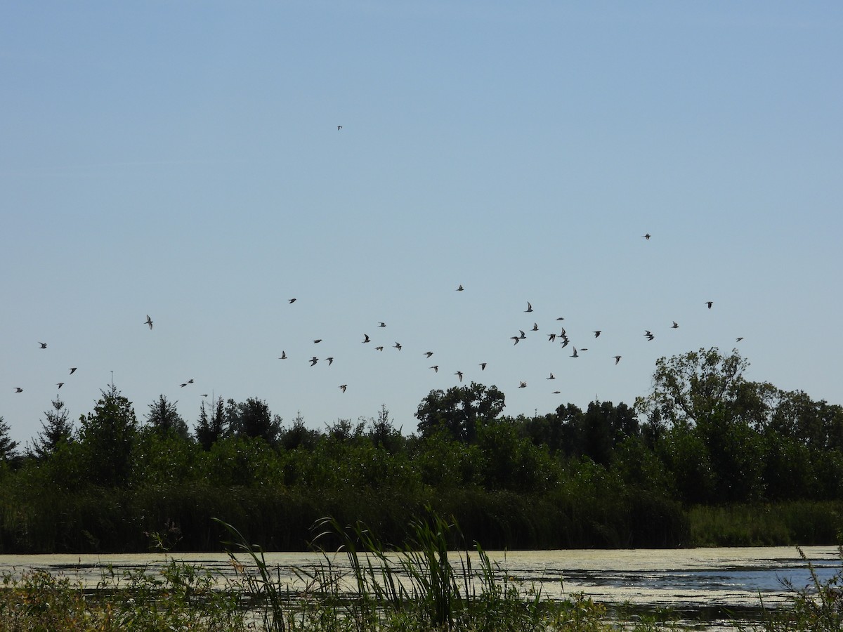 Killdeer - ML608444430