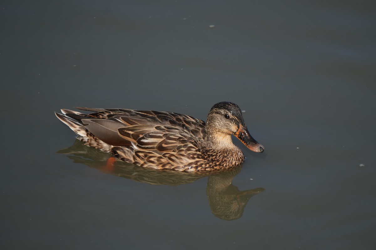 Mallard - ML608444488