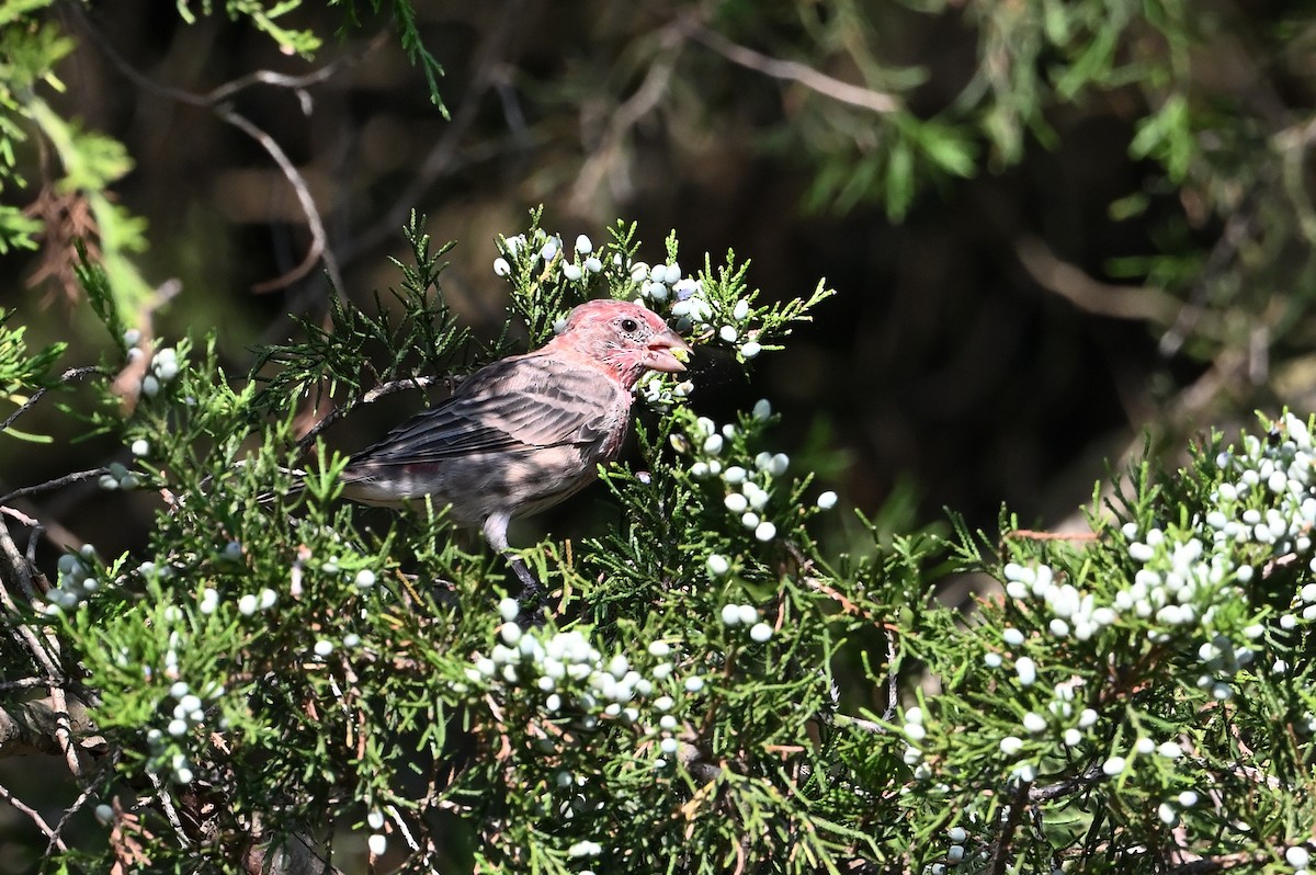 House Finch - ML608444501