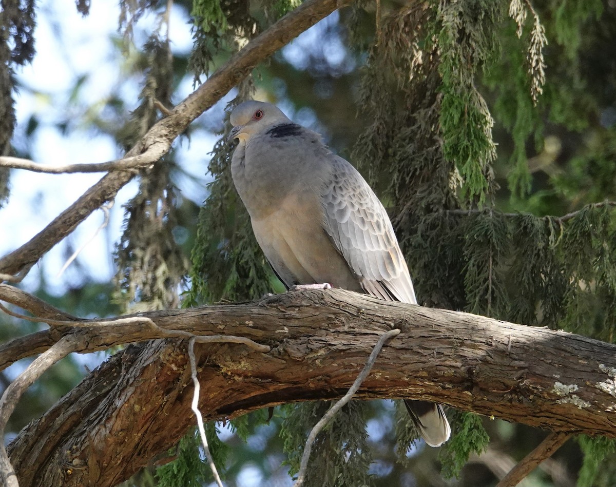 Red-eyed Dove - ML608444515