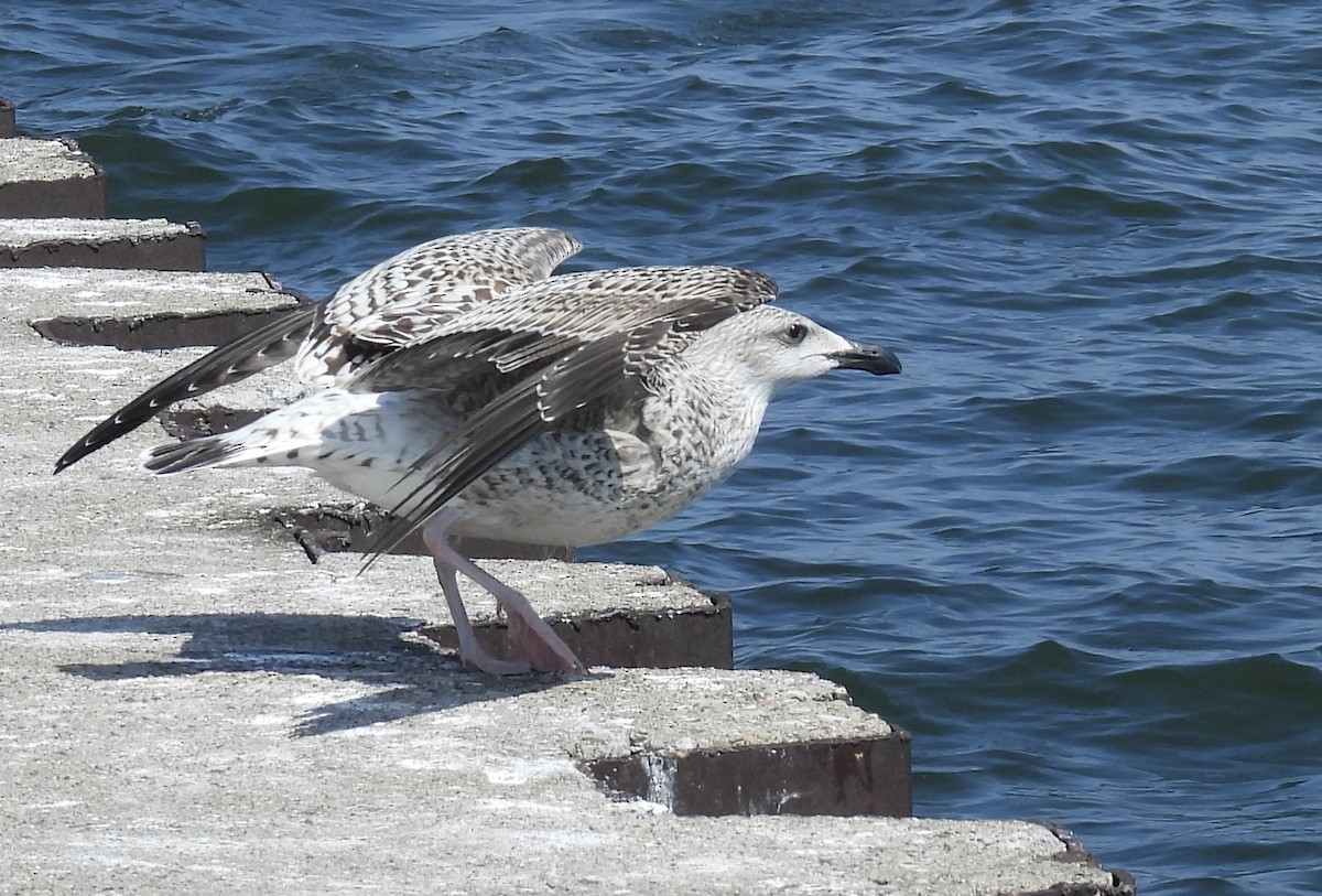 Great Black-backed Gull - ML608444565