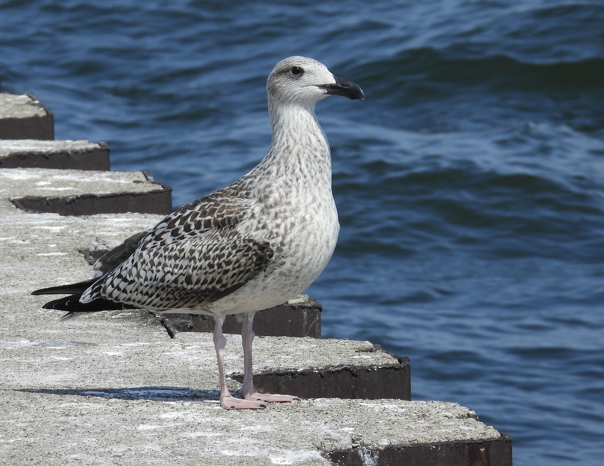 Great Black-backed Gull - ML608444566