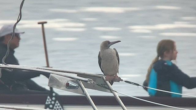 紅腳鰹鳥 - ML608444615