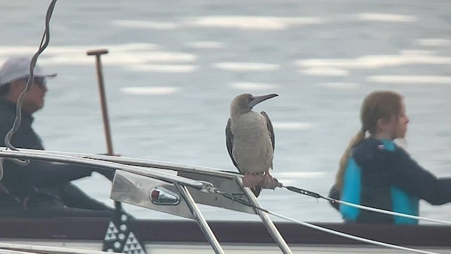 Red-footed Booby - ML608444615