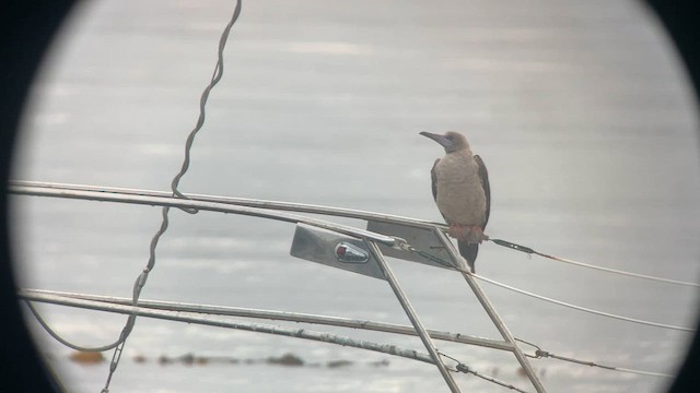 紅腳鰹鳥 - ML608444616