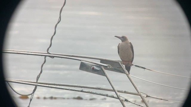 Red-footed Booby - ML608444616