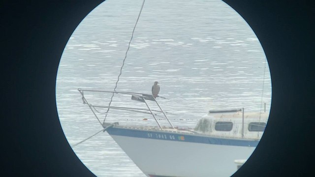 Red-footed Booby - ML608444617