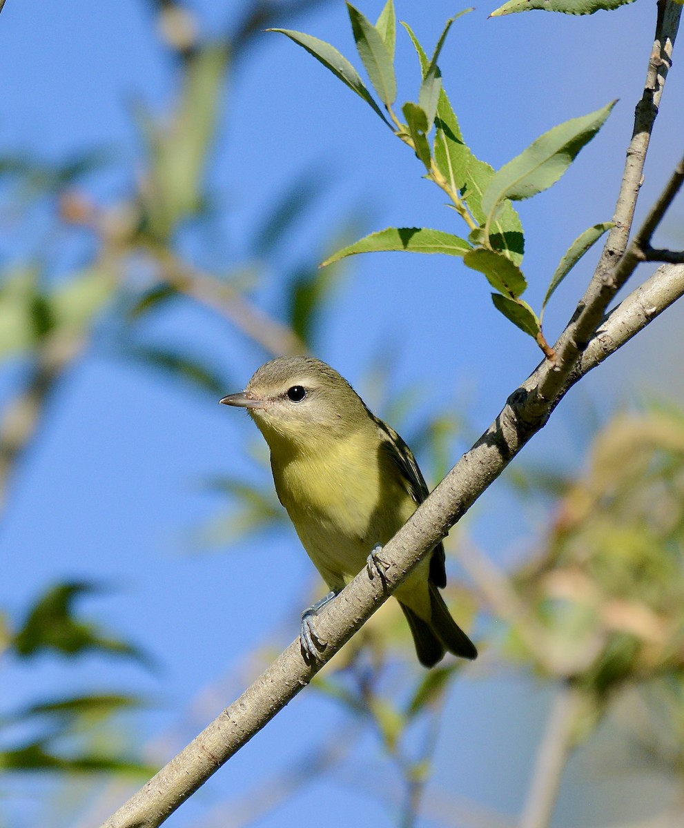 Philadelphia Vireo - ML608444636