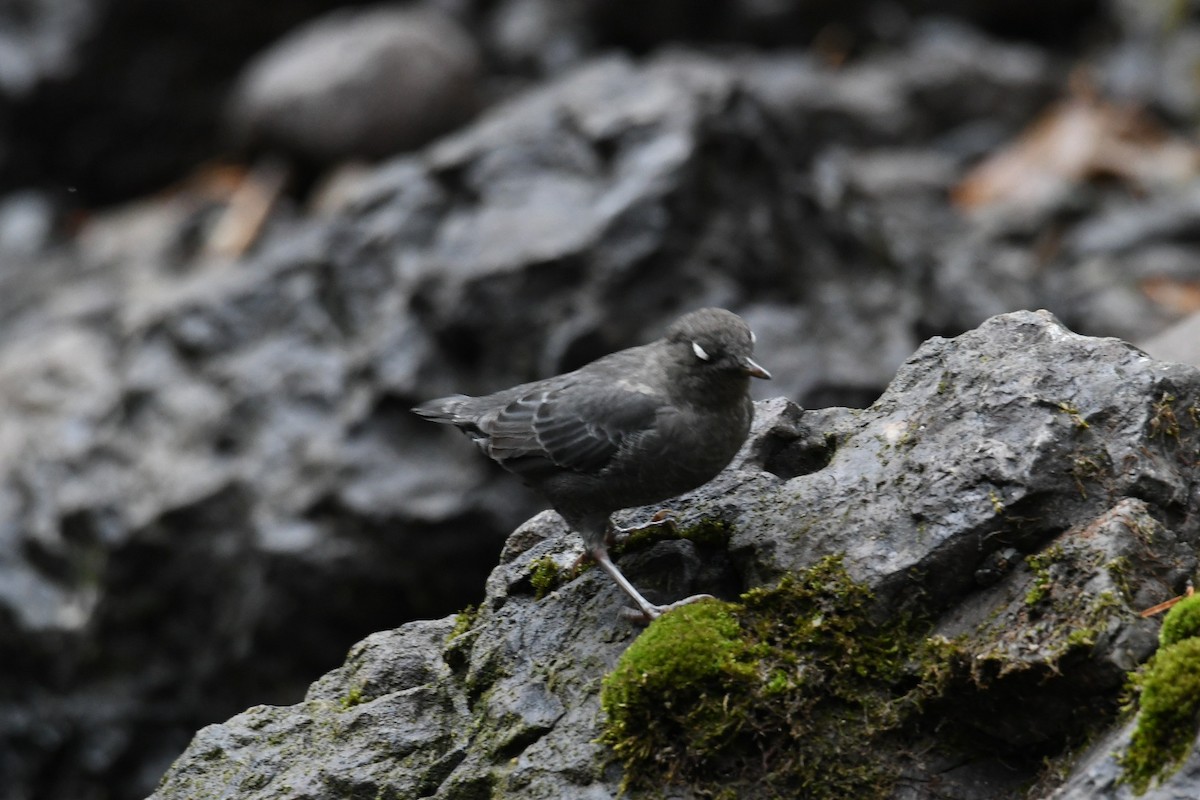 American Dipper - Larkin Sisson