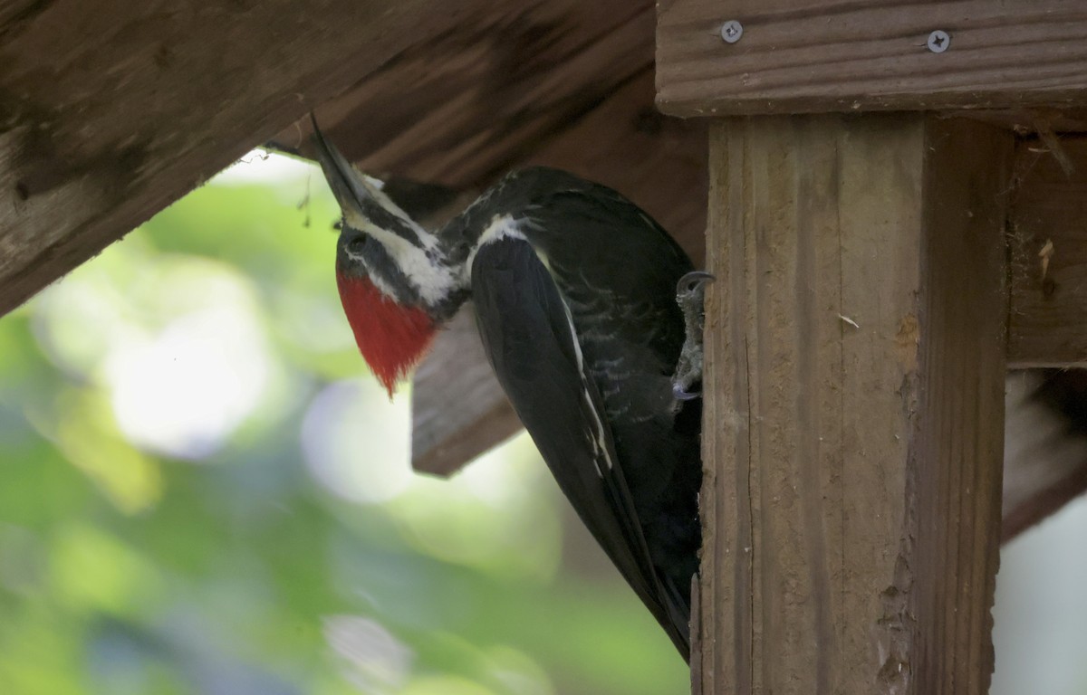Pileated Woodpecker - ML608444676