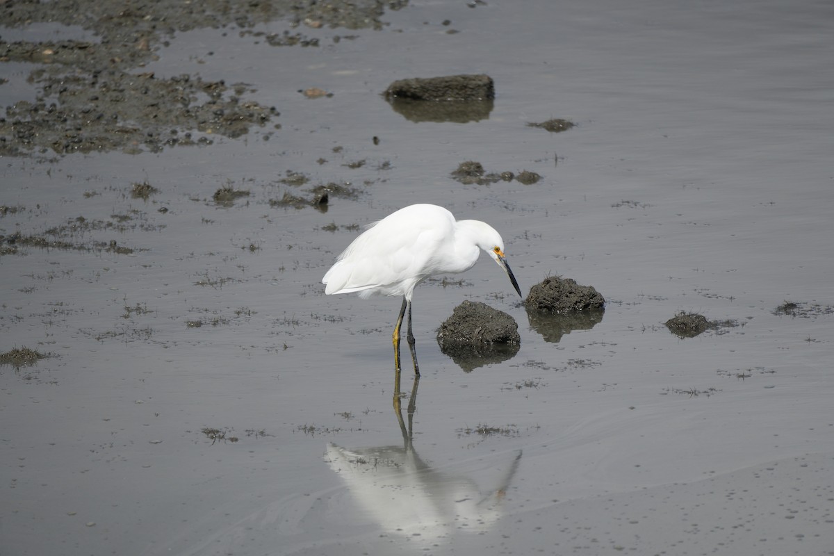 Snowy Egret - ML608444815