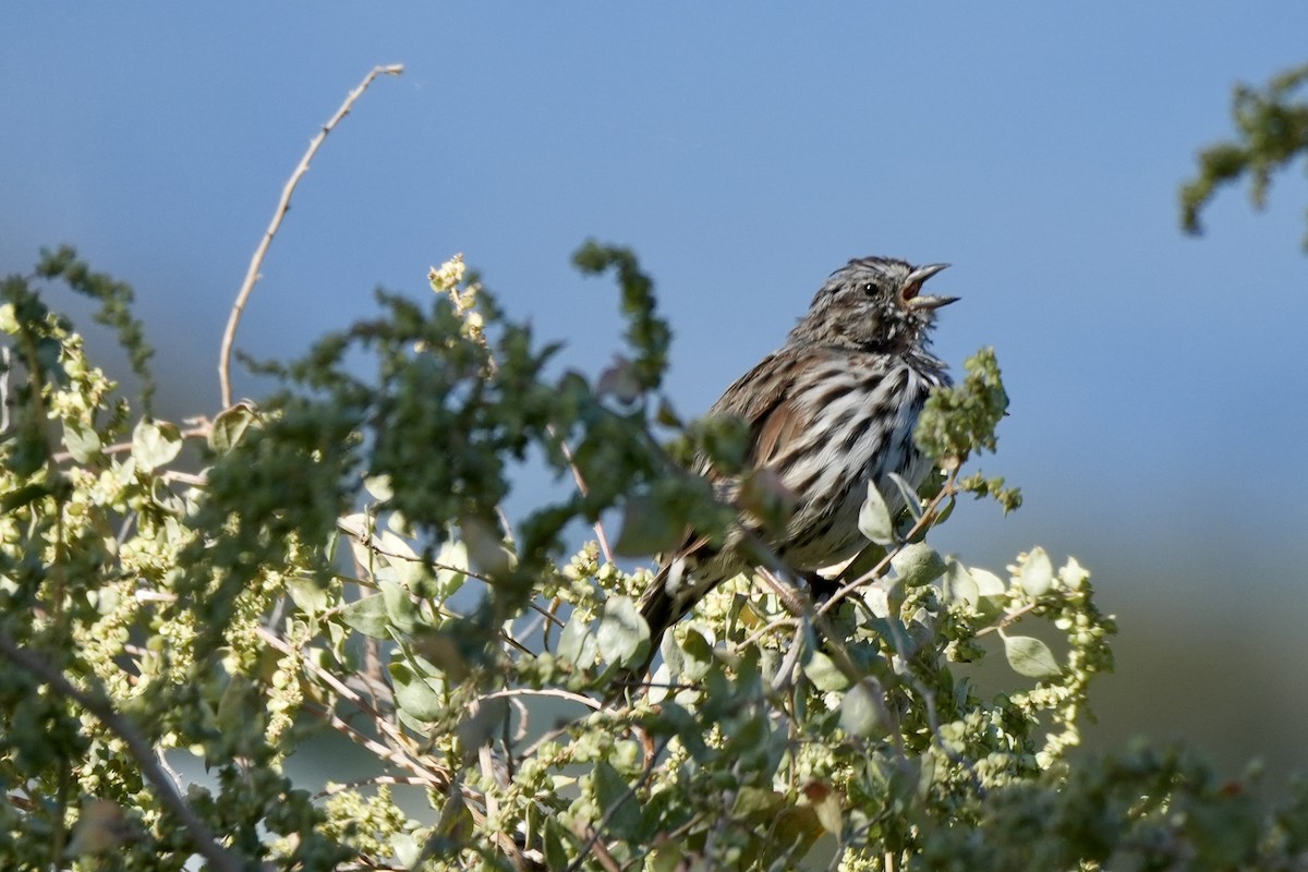 Song Sparrow - ML608444863