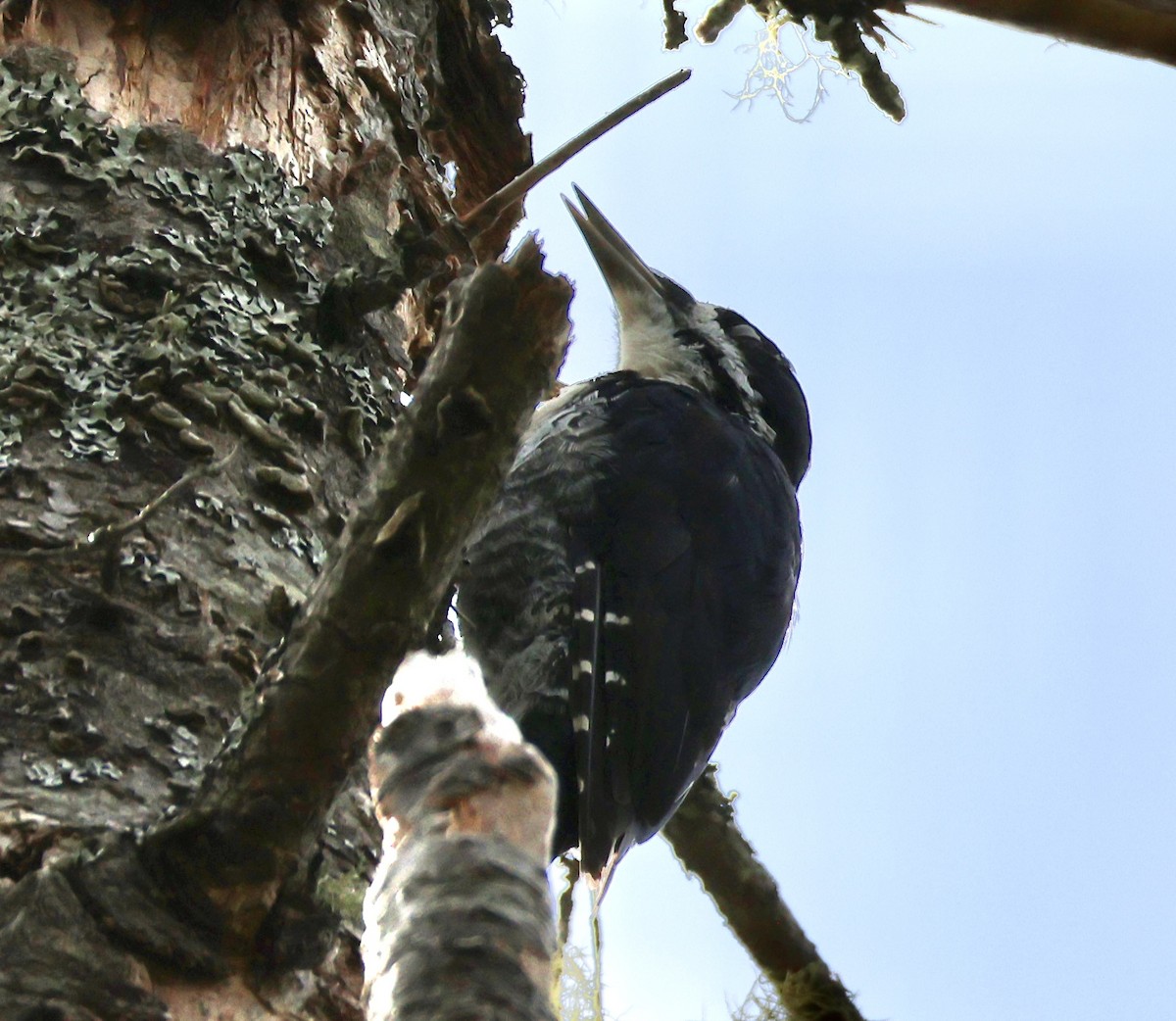 Black-backed Woodpecker - Charlie   Nims
