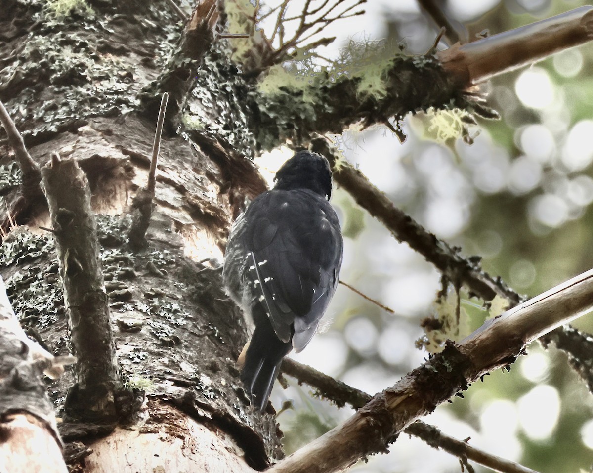 Black-backed Woodpecker - ML608444951