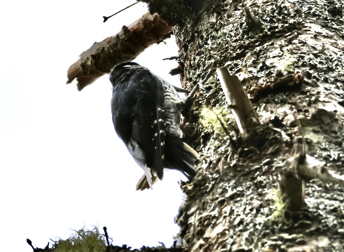 Black-backed Woodpecker - ML608444958