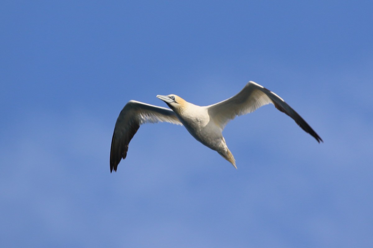 Northern Gannet - ML608445022