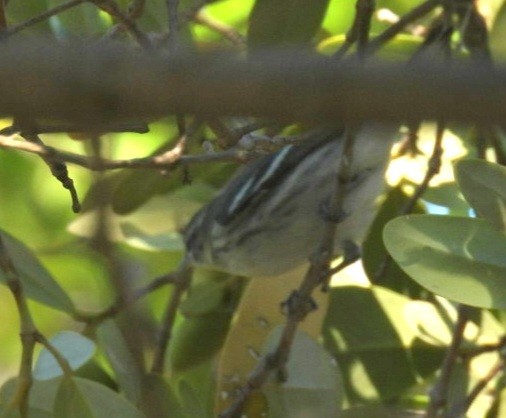 Cerulean Warbler - ML608445031