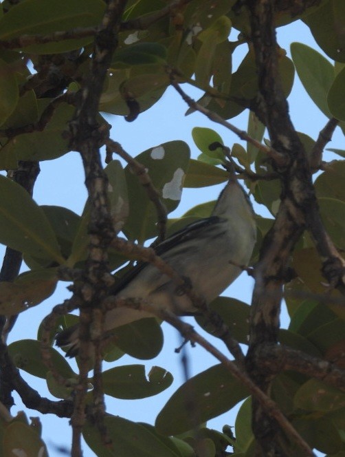Cerulean Warbler - ML608445032
