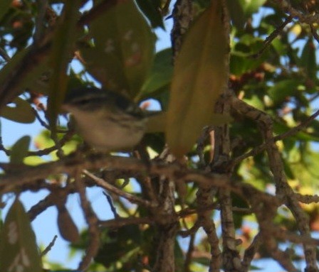 Cerulean Warbler - ML608445033