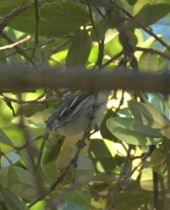 Cerulean Warbler - ML608445036
