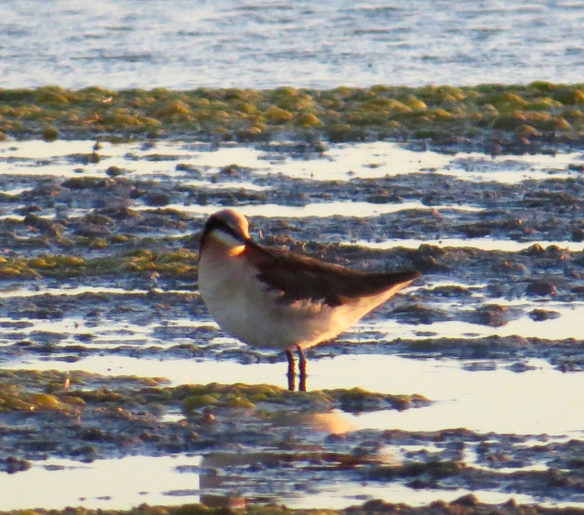 Wilson's Phalarope - ML60844511