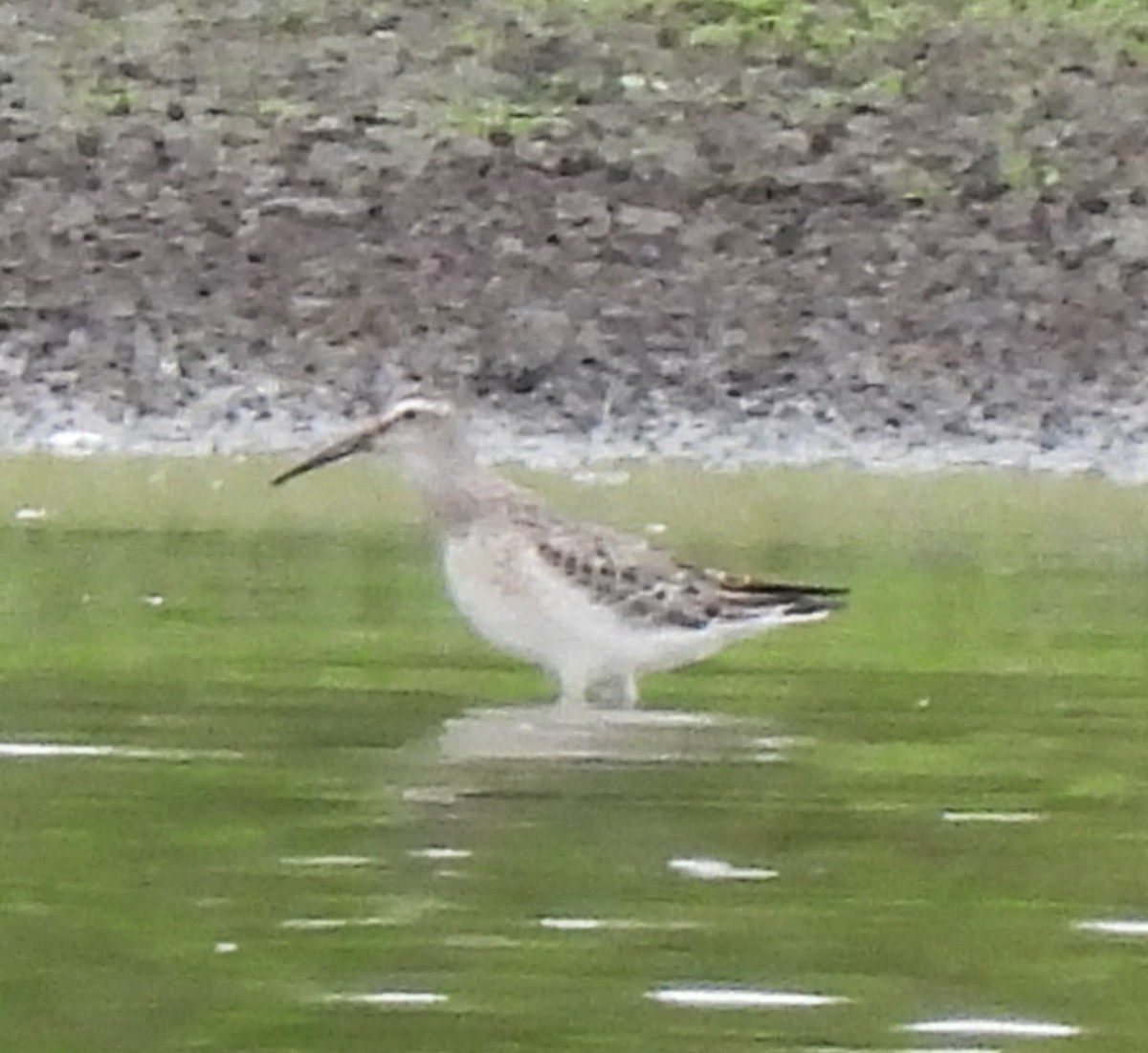 Stilt Sandpiper - ML608445111