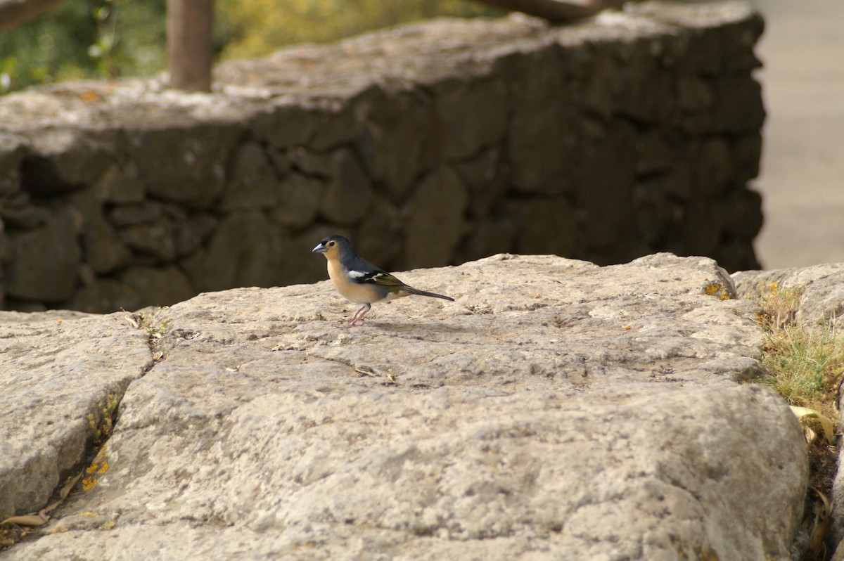 Canary Islands Chaffinch - ML608445204