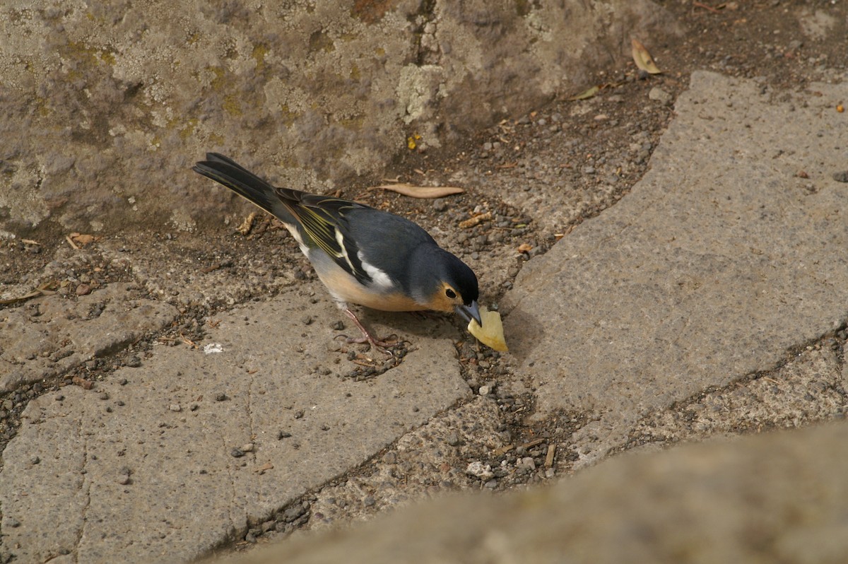 Canary Islands Chaffinch - Mike Pennington